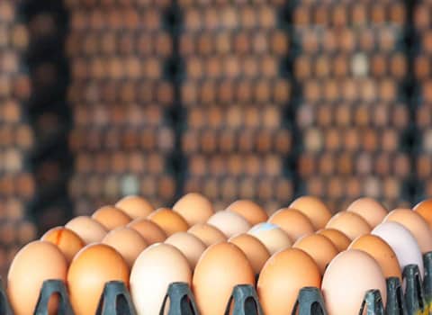 خرید و فروش شانه تخم مرغ محلی با شرایط فوق العاده