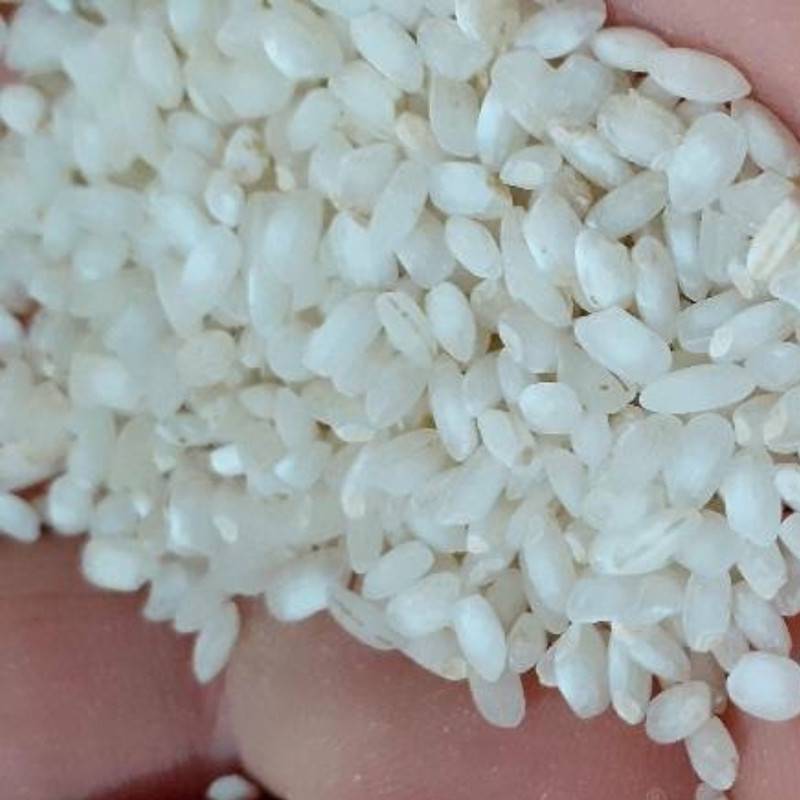 https://shp.aradbranding.com/قیمت خرید برنج گرده با فروش عمده