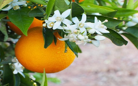 خرید و فروش گیاه دارویی بهار نارنج با شرایط فوق العاده