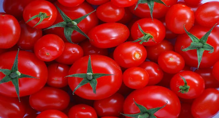 فروش گوجه فرنگی ترش + قیمت خرید به صرفه