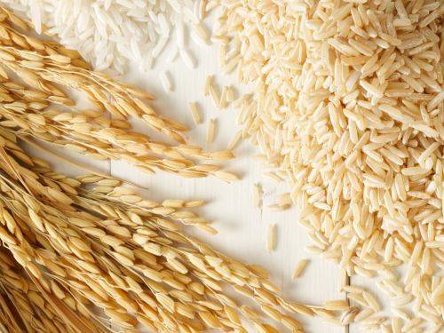 https://shp.aradbranding.com/قیمت خرید برنج با پوست با فروش عمده