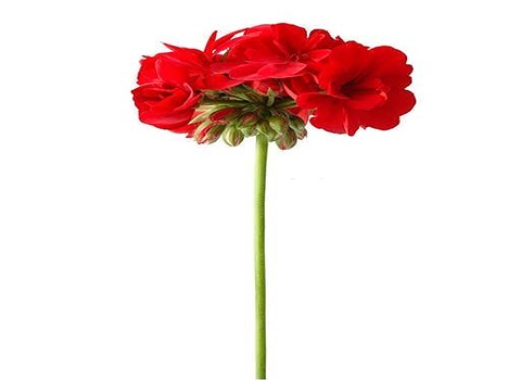 https://shp.aradbranding.com/قیمت خرید گل شمعدانی قرمز  با فروش عمده