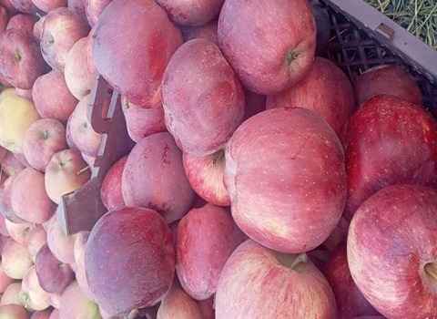 قیمت خرید سیب اردبیل عمده به صرفه و ارزان