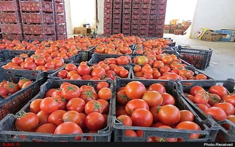 فروش گوجه فرنگی صادراتی + قیمت خرید به صرفه