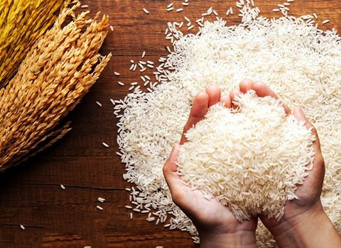 https://shp.aradbranding.com/قیمت خرید برنج شیرودی ممتاز گامیتو + فروش ویژه