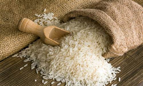 قیمت خرید برنج شیرودی خالص + فروش ویژه