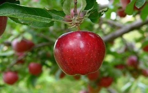 خرید و قیمت سیب درختی اصفهان + فروش عمده