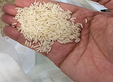 قیمت خرید برنج ایرانی فجر ممتاز  + فروش ویژه