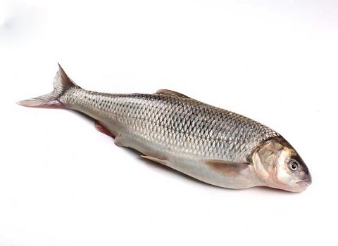 قیمت خرید ماهی سفید دریاچه هامون با فروش عمده