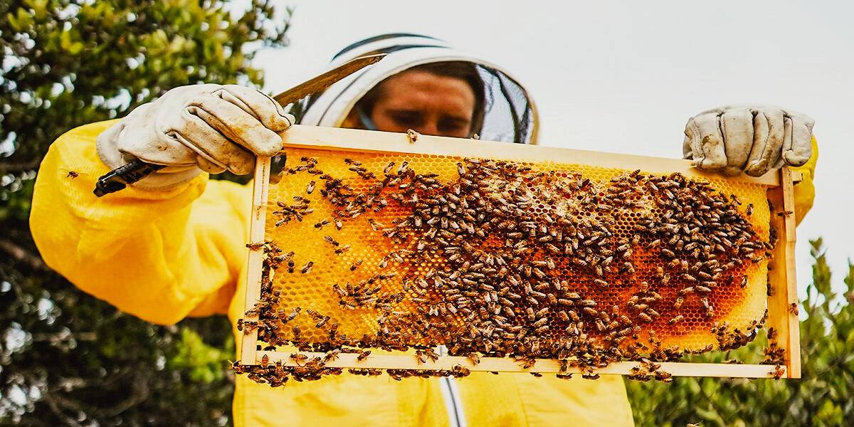 https://shp.aradbranding.com/خرید و قیمت کندو زنبور های عسل + فروش عمده