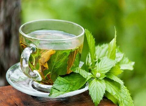خرید و فروش چای سبز لاهیجان با شرایط فوق العاده