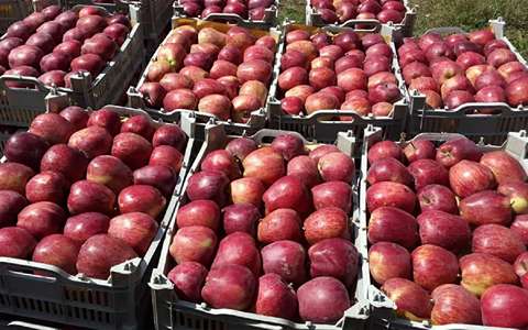 https://shp.aradbranding.com/قیمت خرید سیب دماوند سردخانه با فروش عمده