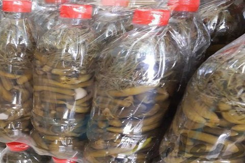 https://shp.aradbranding.com/خرید خیارشور در بطری نوشابه + قیمت فروش استثنایی