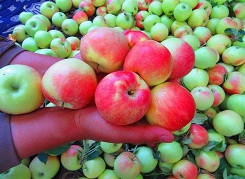 خرید و فروش سیب گلاب سمیرم با شرایط فوق العاده