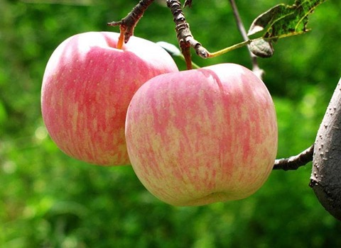 خرید سیب گلاب تابستانی + قیمت فروش استثنایی