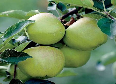 https://shp.aradbranding.com/قیمت سیب گرنی اسمیت با کیفیت ارزان + خرید عمده