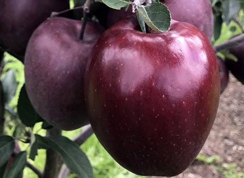https://shp.aradbranding.com/خرید و فروش سیب سیاه میراکل با شرایط فوق العاده
