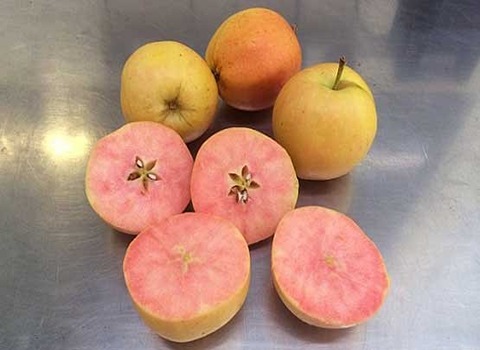https://shp.aradbranding.com/قیمت سیب درختی رنگی + خرید باور نکردنی