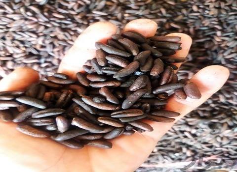 قیمت خرید قهوه هسته خرما گستان با فروش عمده
