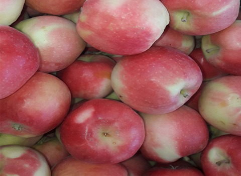 قیمت سیب گلاب میوه + خرید باور نکردنی