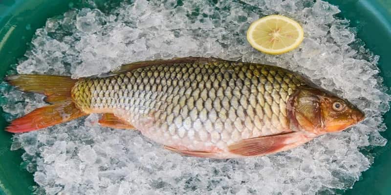خرید و فروش ماهی کپور شمال با شرایط فوق العاده