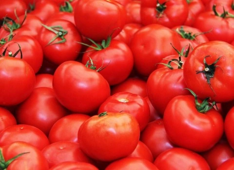 قیمت گوجه صادراتی شیراز + خرید باور نکردنی