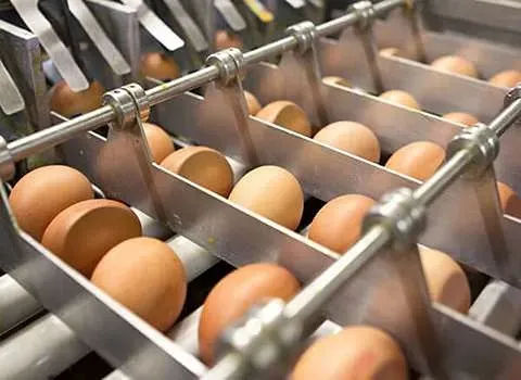 خرید و فروش دستگاه جمع آوری تخم مرغ رسمی با شرایط فوق العاده