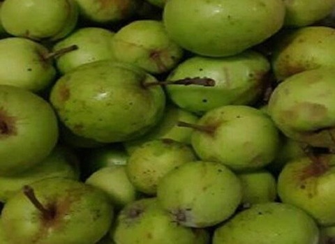 خرید و قیمت سیب ترش جنگلی + فروش صادراتی
