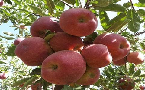 فروش  سیب صادراتی سمیرم + قیمت خرید به صرفه