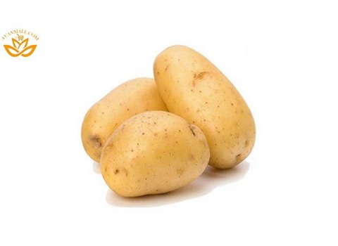 قیمت خرید سیب زمینی زرد همدان عمده به صرفه و ارزان
