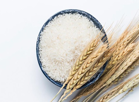 خرید و قیمت برنج جنوب ایران + فروش صادراتی