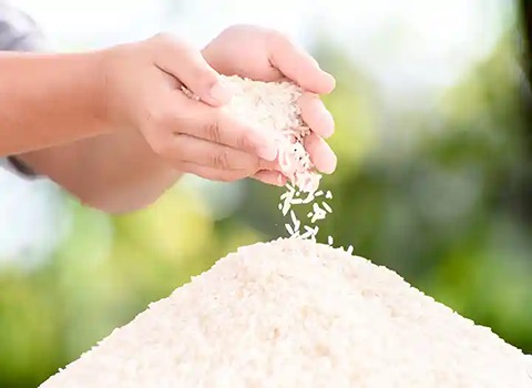 قیمت خرید برنج ایرانی در تبریز عمده به صرفه و ارزان