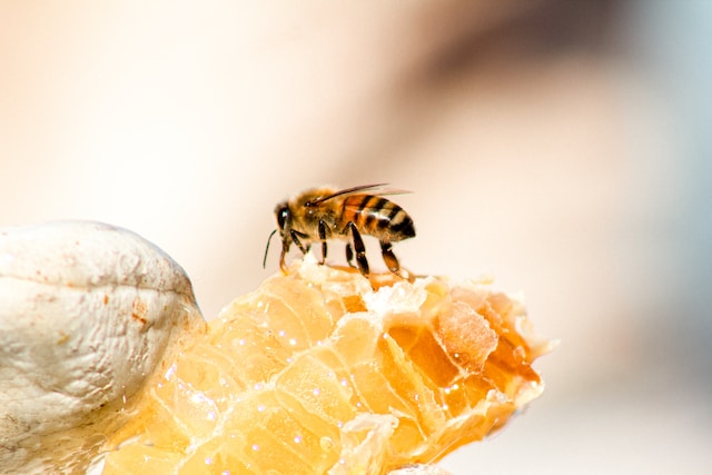 قیمت عسل خوانسار رویال طلایی + خرید باور نکردنی