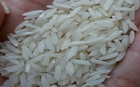 خرید و قیمت برنج اعلای هاشمی + فروش عمده