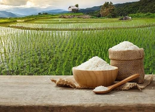 قیمت خرید برنج شیرین دره با فروش عمده