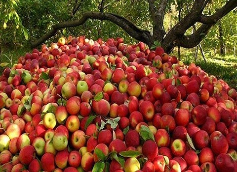 https://shp.aradbranding.com/قیمت خرید سیب شکی اهر عمده به صرفه و ارزان