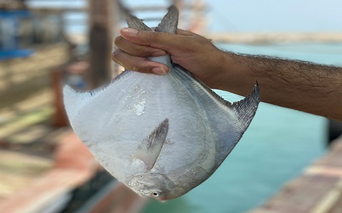 https://shp.aradbranding.com/قیمت خرید ماهی حلوا سفید جنوب عمده به صرفه و ارزان