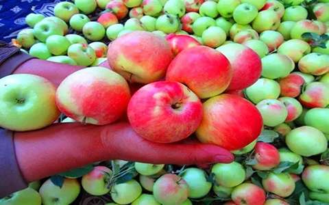 قیمت سیب گلاب عسل + خرید باور نکردنی