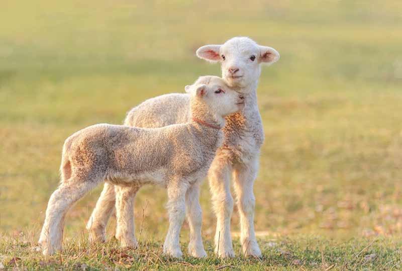 قیمت خرید گوسفند زنده کوچک با فروش عمده