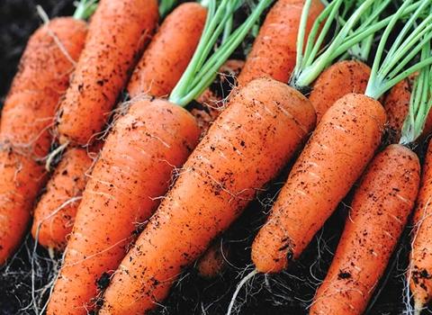 قیمت هویج درشت + خرید باور نکردنی