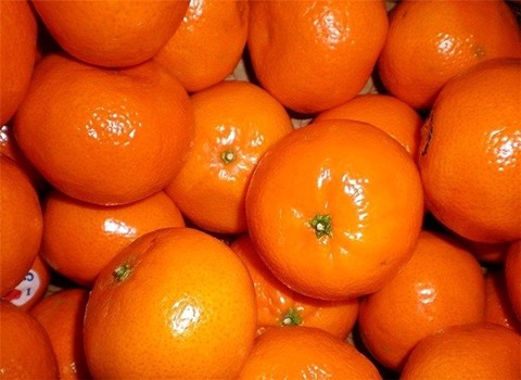 خرید و قیمت نارنگی کینو جنوب + فروش عمده