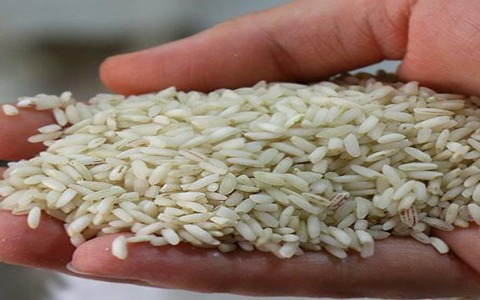 خرید برنج عنبربو محلی + قیمت فروش استثنایی
