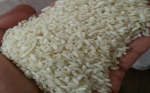 قیمت خرید برنج چمپا میداوود + فروش ویژه