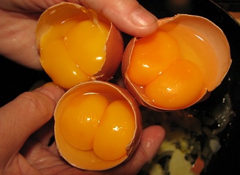 فروش تخم مرغ دو زرده + قیمت خرید به صرفه