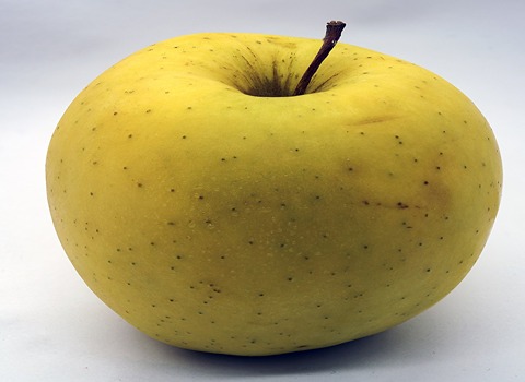 خرید و قیمت سیب درختی زرد + فروش صادراتی