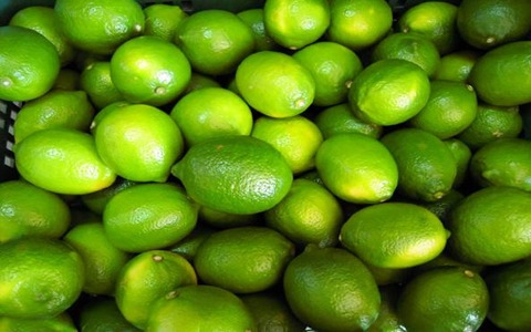 قیمت خرید لیمو عمانی تازه عمده به صرفه و ارزان