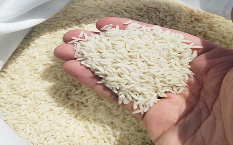 خرید و قیمت برنج طارم درجه یک + فروش عمده