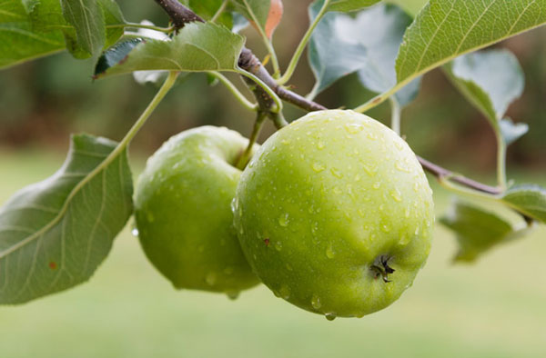 قیمت خرید سیب سبز خارجی عمده به صرفه و ارزان