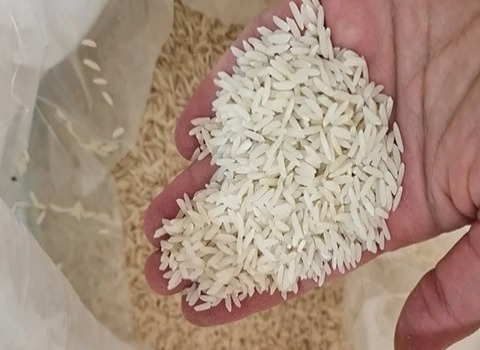 خرید برنج شمیم هاشمی + قیمت فروش استثنایی