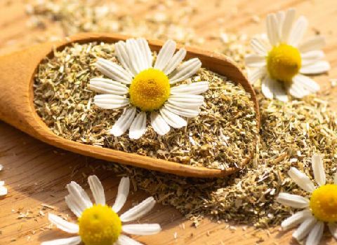 قیمت خرید گیاه دارویی بابونه در ایران + فروش ویژه